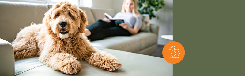 Dog on the couch with their parent reading a book