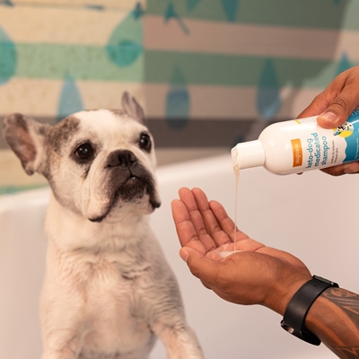 French Bulldog being bathed with Keto-Dog Shampoo