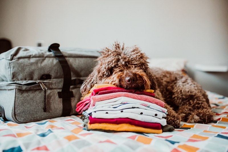 Dog on bed next to travel bag