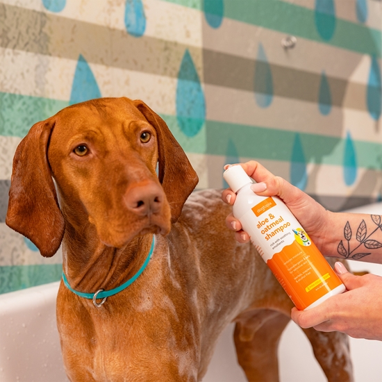 Aloe & Oatmeal Soothing Dog Shampoo, Pina Colada Scent, Hypoallergenic 16oz  - SPASH02PCAO16O