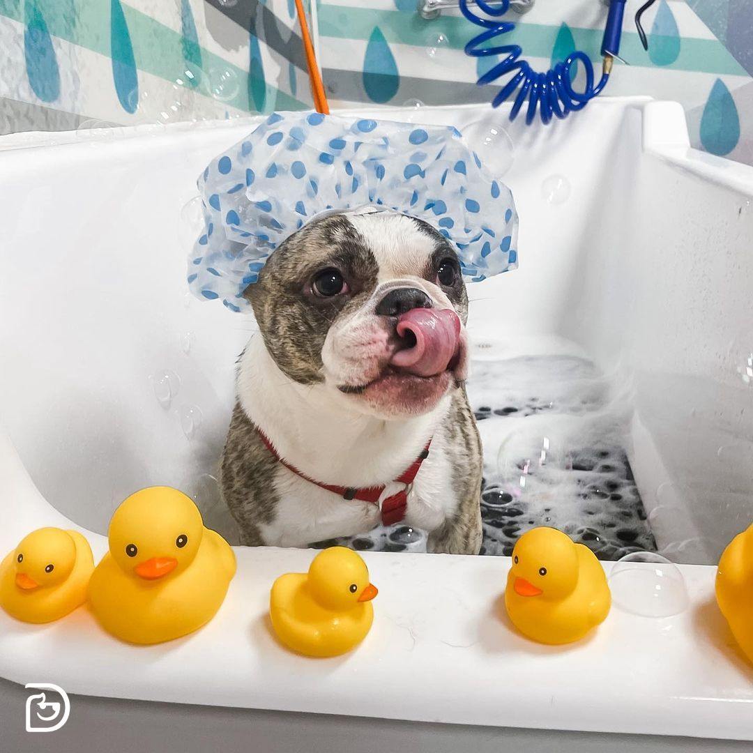 Bulldog in a bathtub with a shower cap 