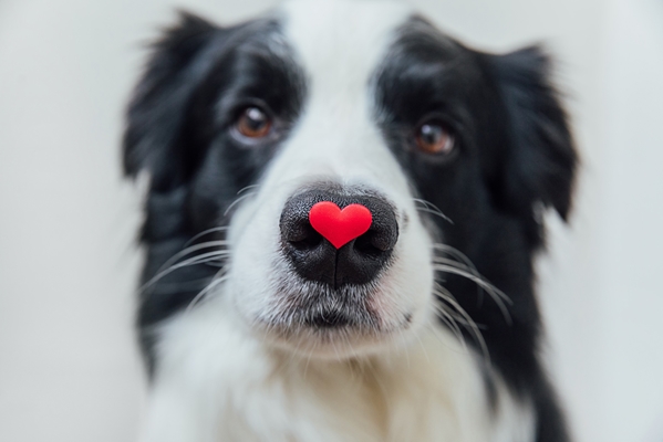 dog with a heart on its nose