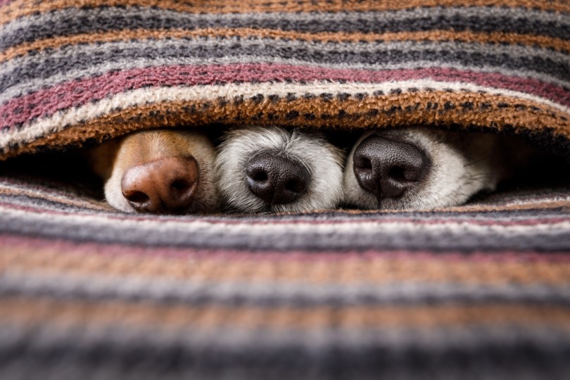 Dog's hiding in blankets with noses showing